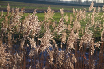 Plumes of reed grass colored several ways in sunlight by sunset in Moordrecht in the Netherlands