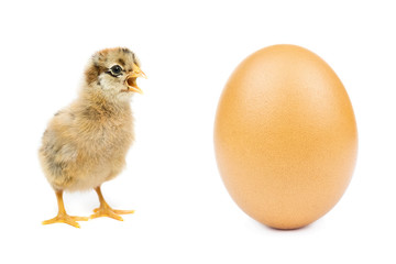 Fototapeta premium chicken egg on white background