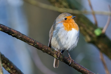 Robin in the garden