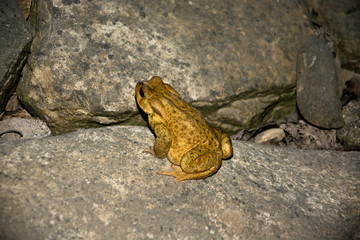 Sapo entre las rocas en la oscuridad de la noche