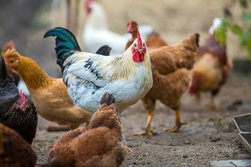 Group of grown healthy red and black hens and big white rooster outdoor walking feeding in poultry yard on bright sunny day. Chicken farming, healthy meat and eggs production concept. © bilanol