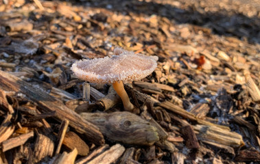 mushrooms in the forest