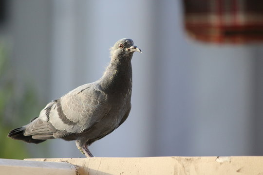 Black pigeon on a background