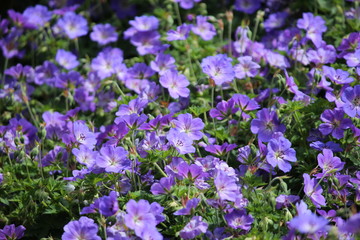 Geranium Orion in public flower bed on the streets of Nieuwerkerk aan den IJssel in the Netherlands