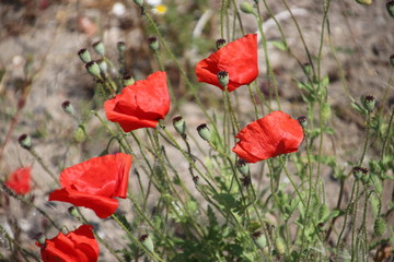 Poppies in red color at the side of the Road in the Netherlands