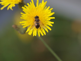 Bee on a yellow dandelion flower in park hitland in nieuwerkerk aan den IJssel in the Netherlands