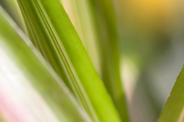 Fototapeta premium Closeup of nature leaves green blur. In the spring Under the morning light. Use as background and wallpapers.