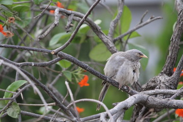 bird on a branch