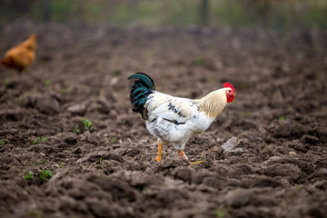 Big nice beautiful white and black rooster feeding outdoors in plowed meadow on bright sunny day on blurred colorful rural background. Farming of poultry, chicken meat and eggs concept.