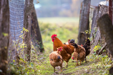 Flock of two red hens and rooster outdoors on bright sunny day on blurred colorful rural background. Farming of poultry, chicken meat and eggs concept.