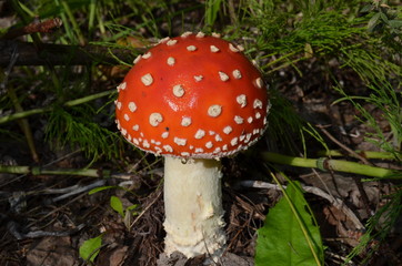 fly agaric red in the forest