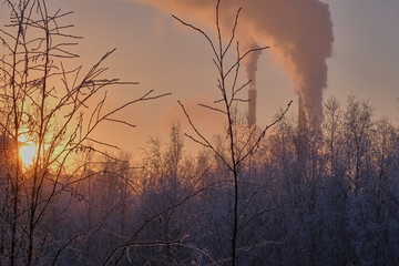 Obraz premium sunset in forest