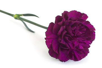 Purple carnation flower