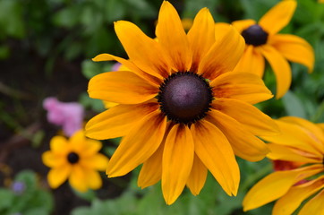 Перевести вGoogleBingyellow flower rudbeckiayellow flower rudbeckia