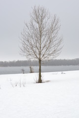 Fototapeta na wymiar Winter beautiful tree on the beach