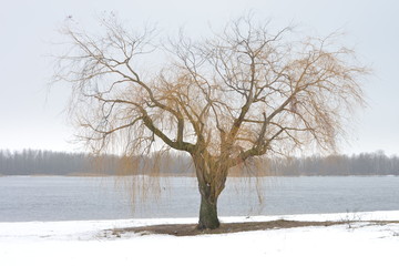 Fototapeta premium Winter beautiful tree on the beach