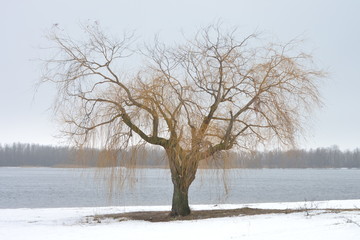 Fototapeta na wymiar Winter beautiful tree on the beach