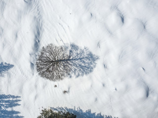 Aerial view of single isolated tree on snow covered meadow in Europe. Tranquil scene with beautiful shadow on white ground.