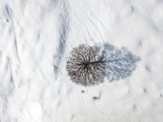 Aerial view of single isolated tree on snow covered meadow in Europe. Tranquil scene with beautiful shadow on white ground.