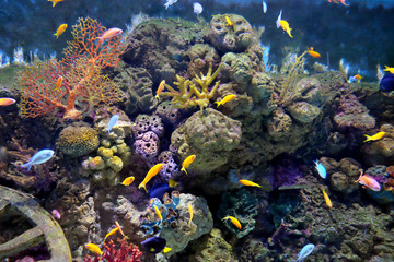 Fototapeta na wymiar Coral reef fragment