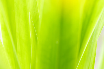 Closeup of nature leaves green blur. In the spring Under the morning light. Use as background and wallpapers.