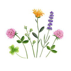 drawing wild flowers on white background