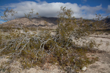 Desert Landscape with Native Plants - 247155950