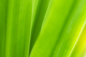 Closeup of nature leaves green blur. In the spring Under the morning light. Use as background and wallpapers.