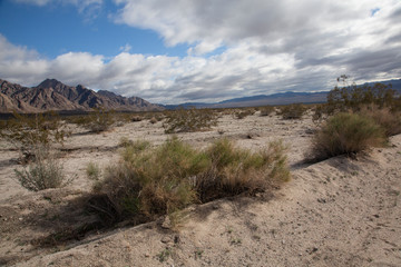 Desert Landscape with Native Plants - 247155969