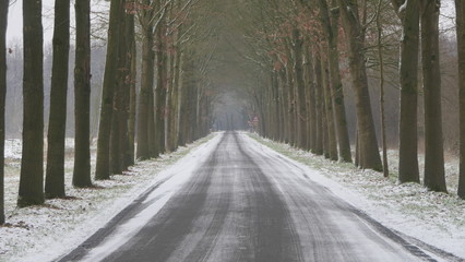  icy road with trees