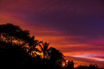 Tree silhouette with golden hours sky sunset high resolution image