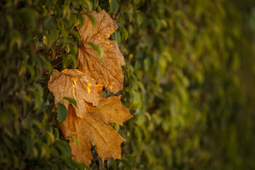 autumn leaves