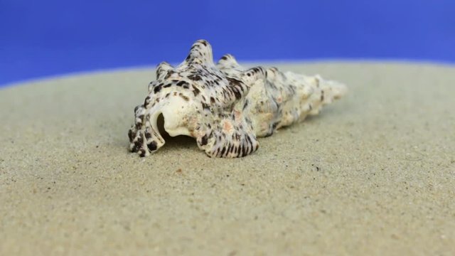 Approaching seashell lying on the sand, close-up.