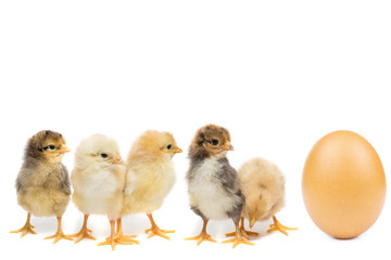 chicken egg on white background