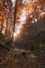 beech forest autumn mountains
