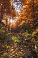 Fototapeta na wymiar beech forest autumn mountains