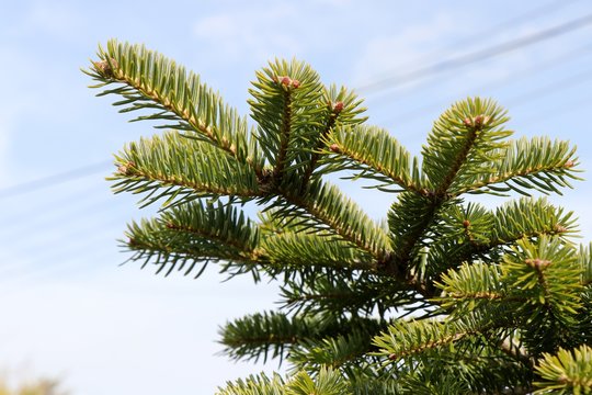 Close up of branches of green fir tree against blue sky. 