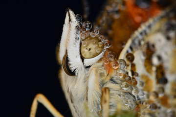 Closeup   beautiful butterfly sitting on flower