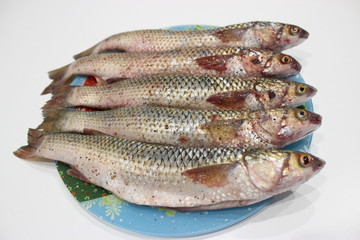  Five gutted mullets, sprinkled with salt and pepper. Prepared for frying for Easter, lie on a colored dish.