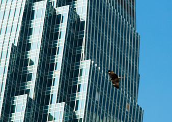 Black Harris Hawk fly during day time under Sun shine along Business area building with glass decoration blue sky. Wildlife Bird Predator flying over cityscape and nest in high tower