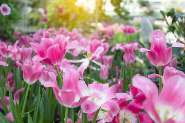 Pink tulips flower blooming blossom with sunshine morning in the botanic garden.