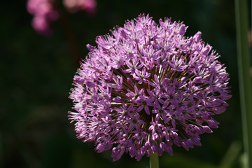 blooming violet blossoms of a garden leek (Allium)