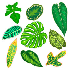 Leaves of tropical plants. Leaves of tropical plants on a white background. Set of leaves of tropical plants
