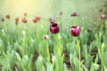 Violet tulips flower blooming blossom with sunshine morning in the botanic garden.