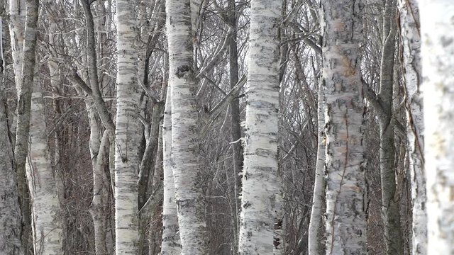 White birch in winter