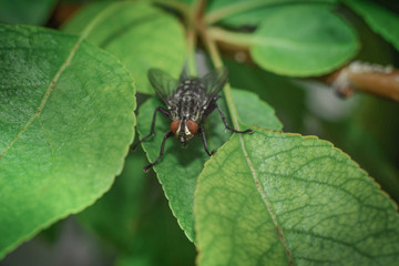 macro photo fly on the leaves