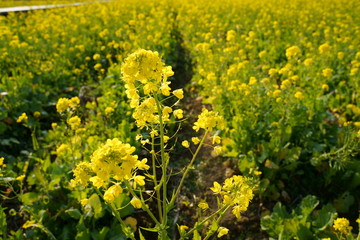 Nanohana(yellow flower) field, Minami Izu, Shizuoka, Japan