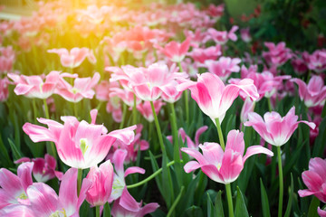 Naklejka premium Pink tulips flower blooming blossom with sunshine morning in the botanic garden.