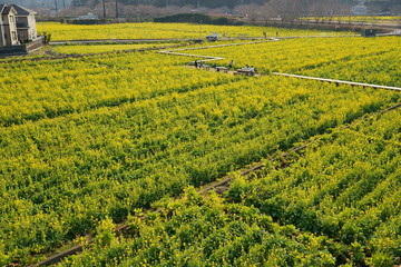 Fototapeta na wymiar Nanohana(yellow flower) field, Minami Izu, Shizuoka, Japan