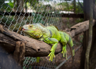 Colorful Iguana on old branch in thailand